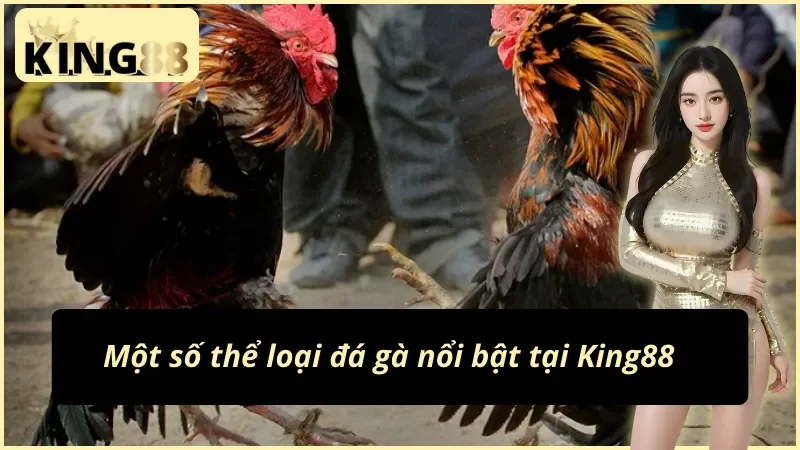Các thể loại đá gà King88 hot nhất 